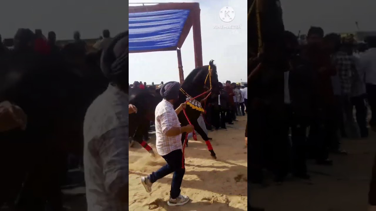 Punjab singar horse ghadsana mandi