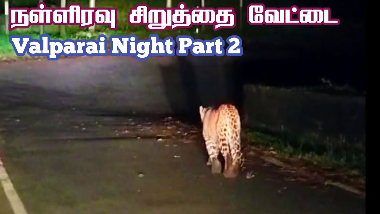Shocking Leopard Encounter in Midnight | Valparai Part 2 | Jolly Trip
