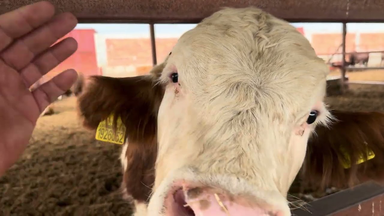 HAYVANCILIK KREDİSİ