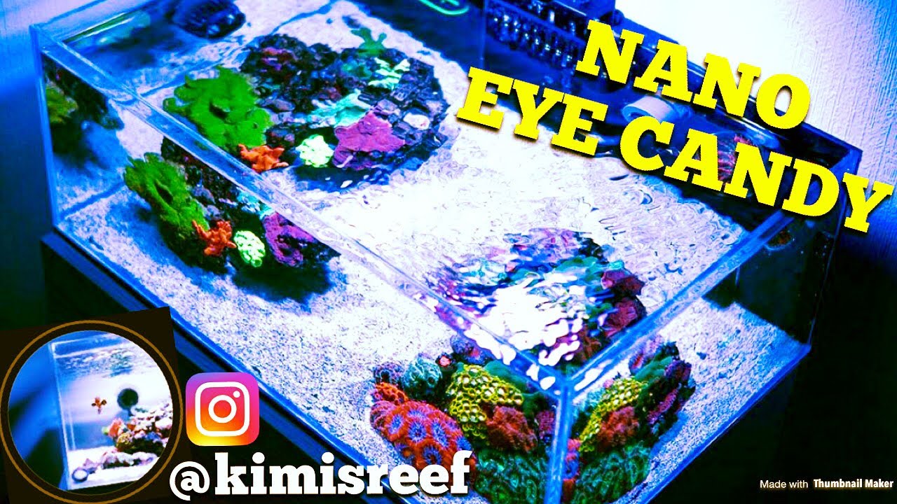 Ultimate Lagoon Reef (@kimisreef)