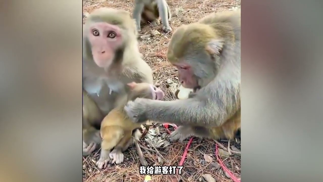 小老虎搞笑配音视频，萌宠互动