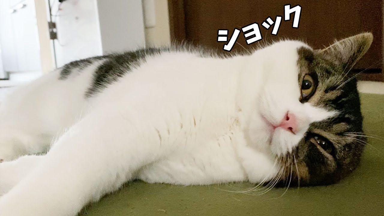 息子猫が大好きな親猫をストーカーした結果振られていましたw