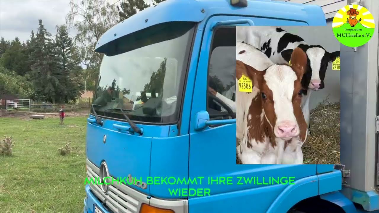 Milchkuh bekommt ihre Zwillinge wieder