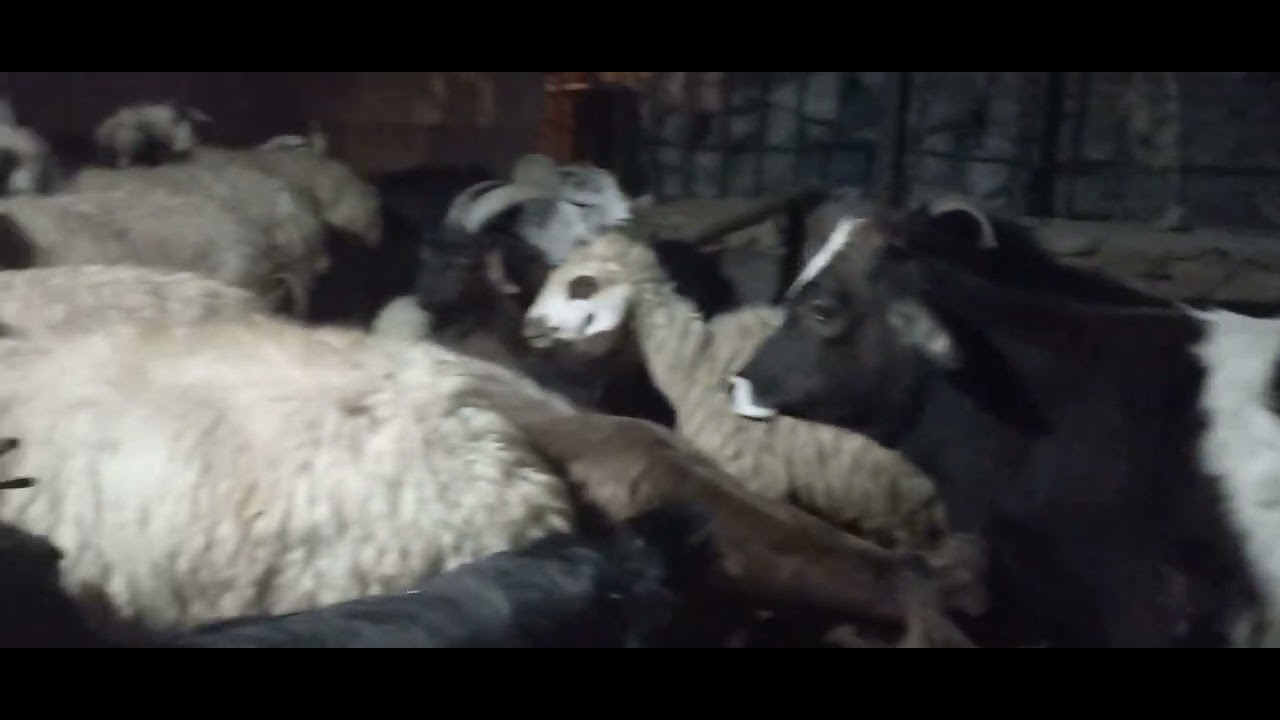  Pure Peace: Listening to the Sound of the Herd at Night | Nomadic Sleep ASMR