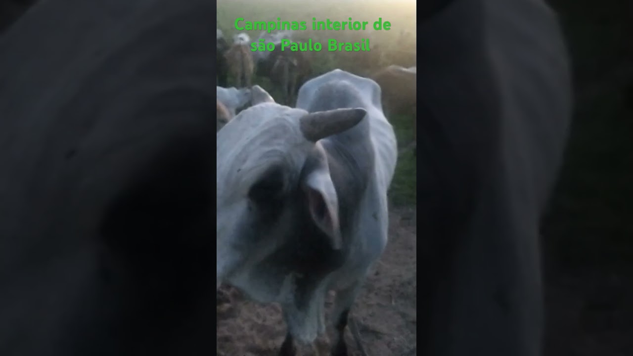 Fazenda Brasileira é vaquejada