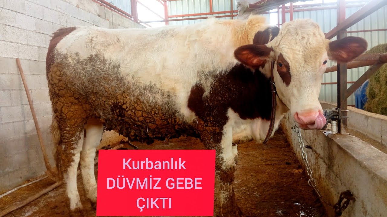 KURBANLIK DÜVEMİZ GEBE ÇIKTI