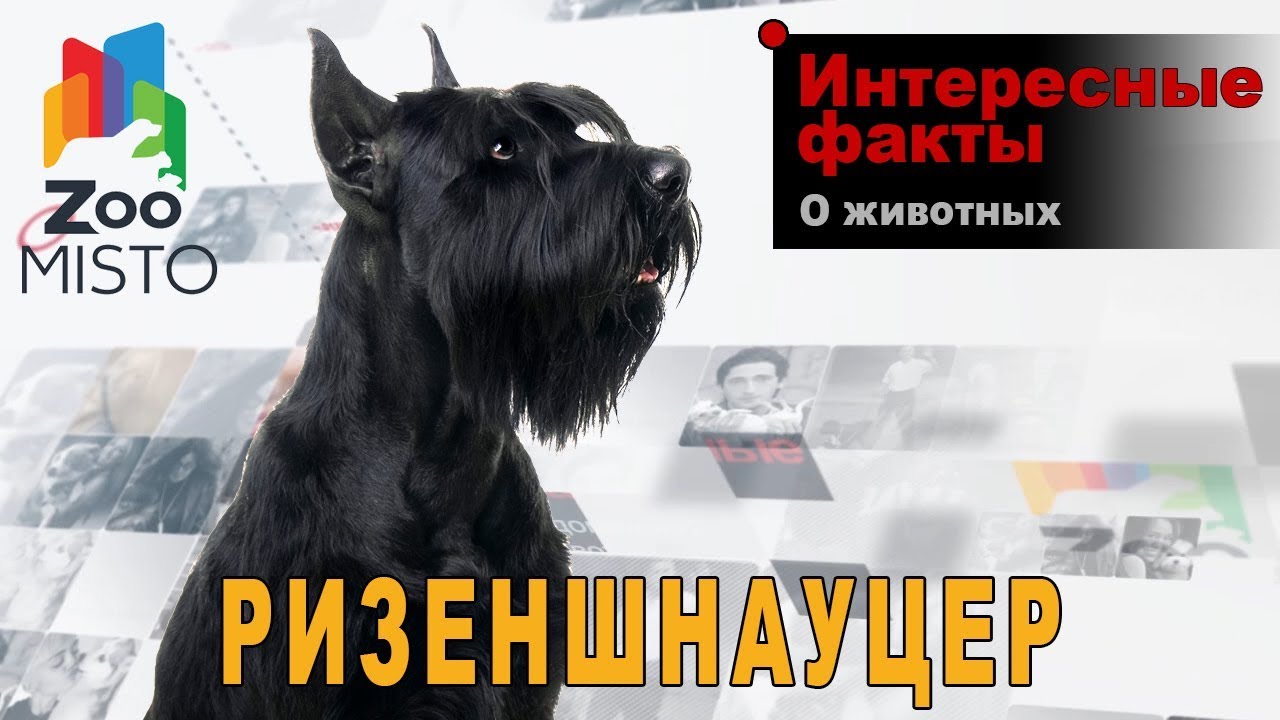 Ризеншнауцер - Интересные факты о породе  | Собака породы   ризеншнауцер