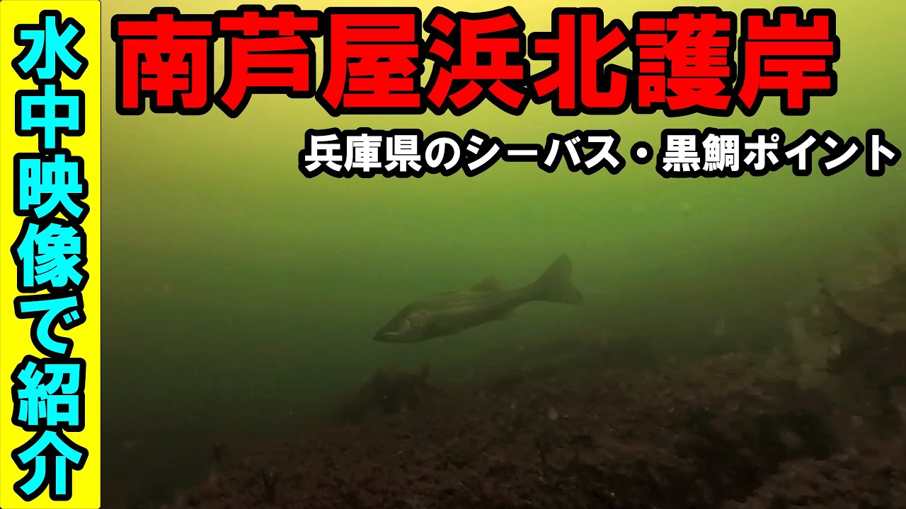 キャナルパ－ク南芦屋浜北護岸の釣りポイントを水中映像で紹介！シーバス・黒鯛釣り人必見