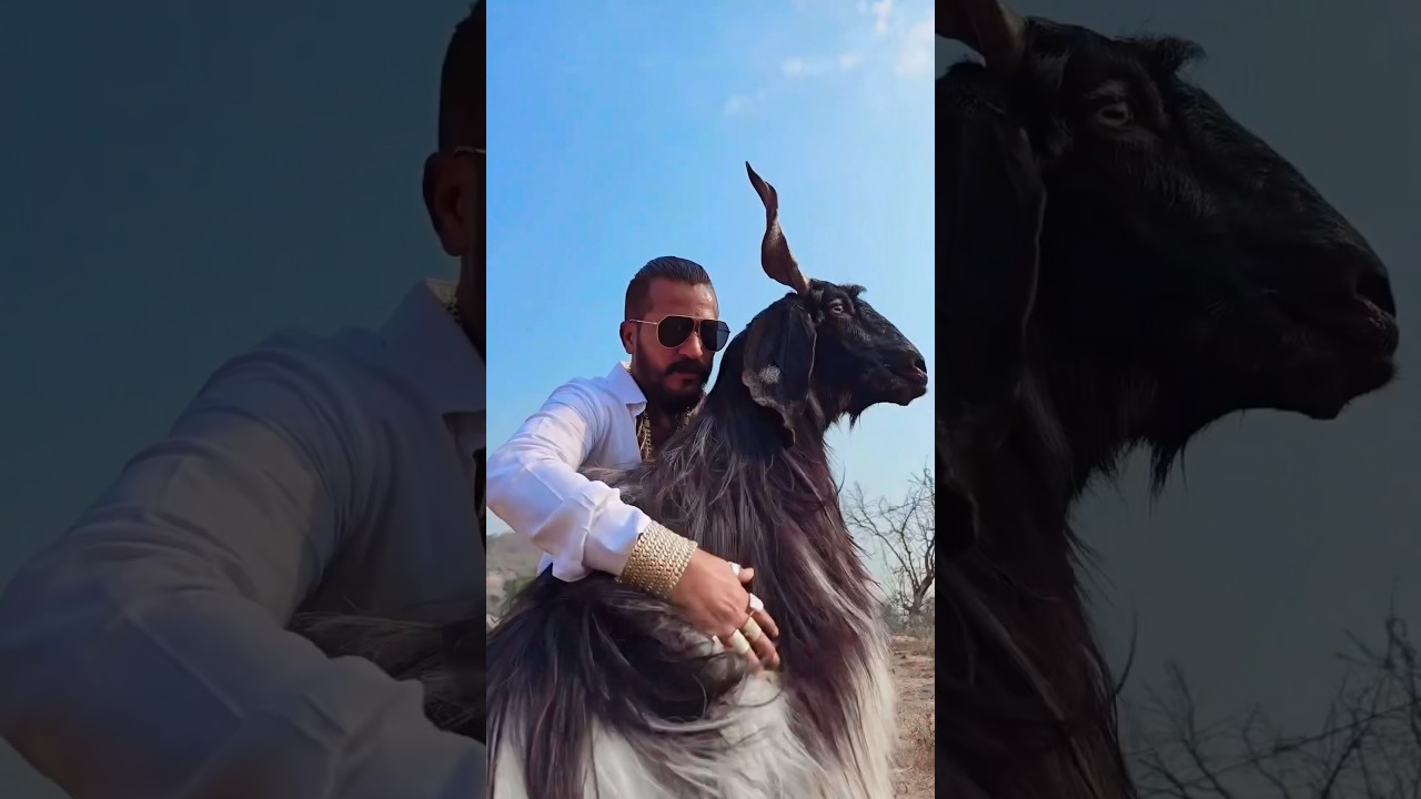 Keep your goats on Palai at MD Goat Farm For Season 2025