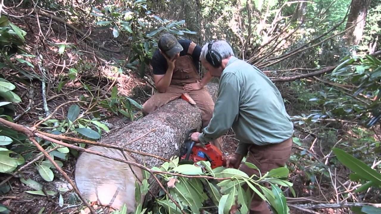 Legendary Luthier John Arnold Sawing Up 160 Year Old Red Spruce Tree