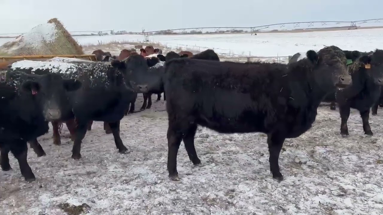 Cattle Range Listing # 601C723