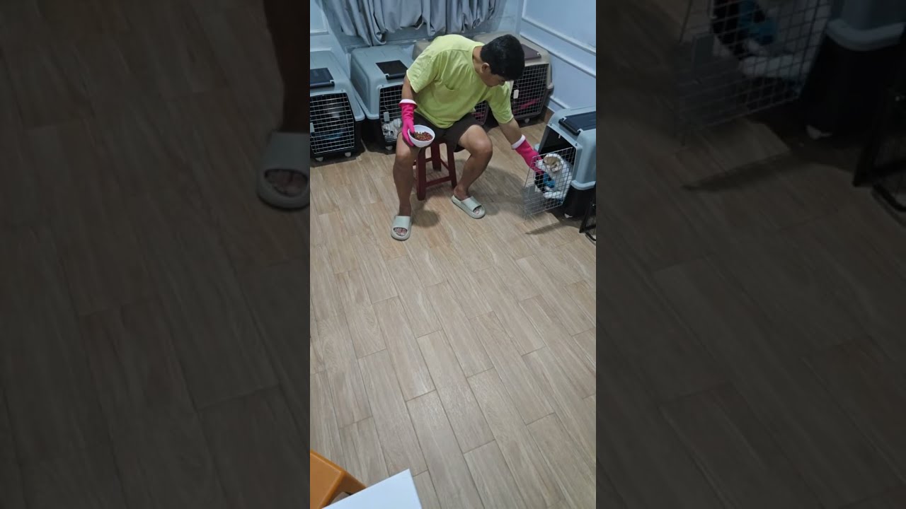 🐶 코기TV | Corgi TV |코기 7남매🐶 훈련 성공해야 밥 먹는다! 저녁먹방 (코리·포리 분리 급식)