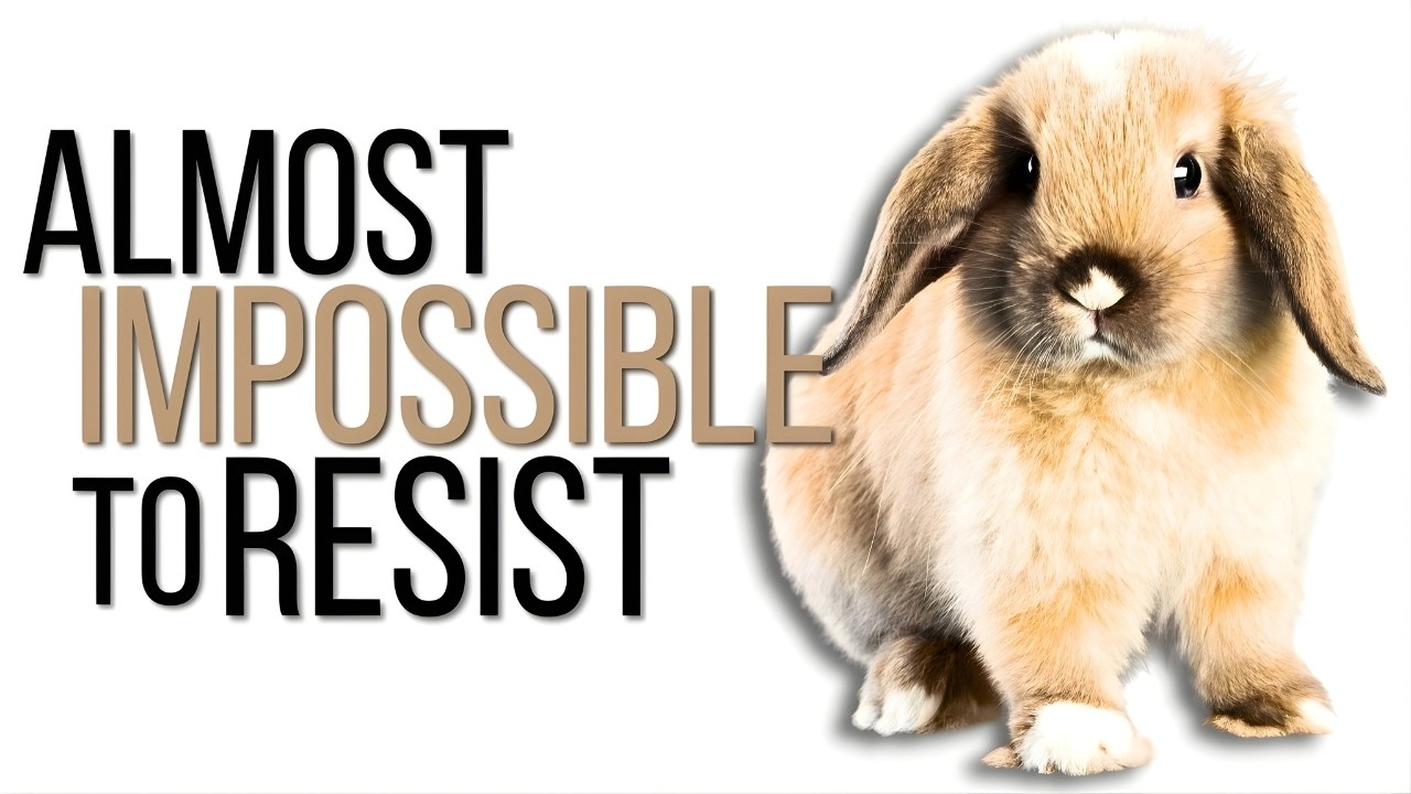 TOP-10 | Cutest Animals In The World | Cutest Animals
