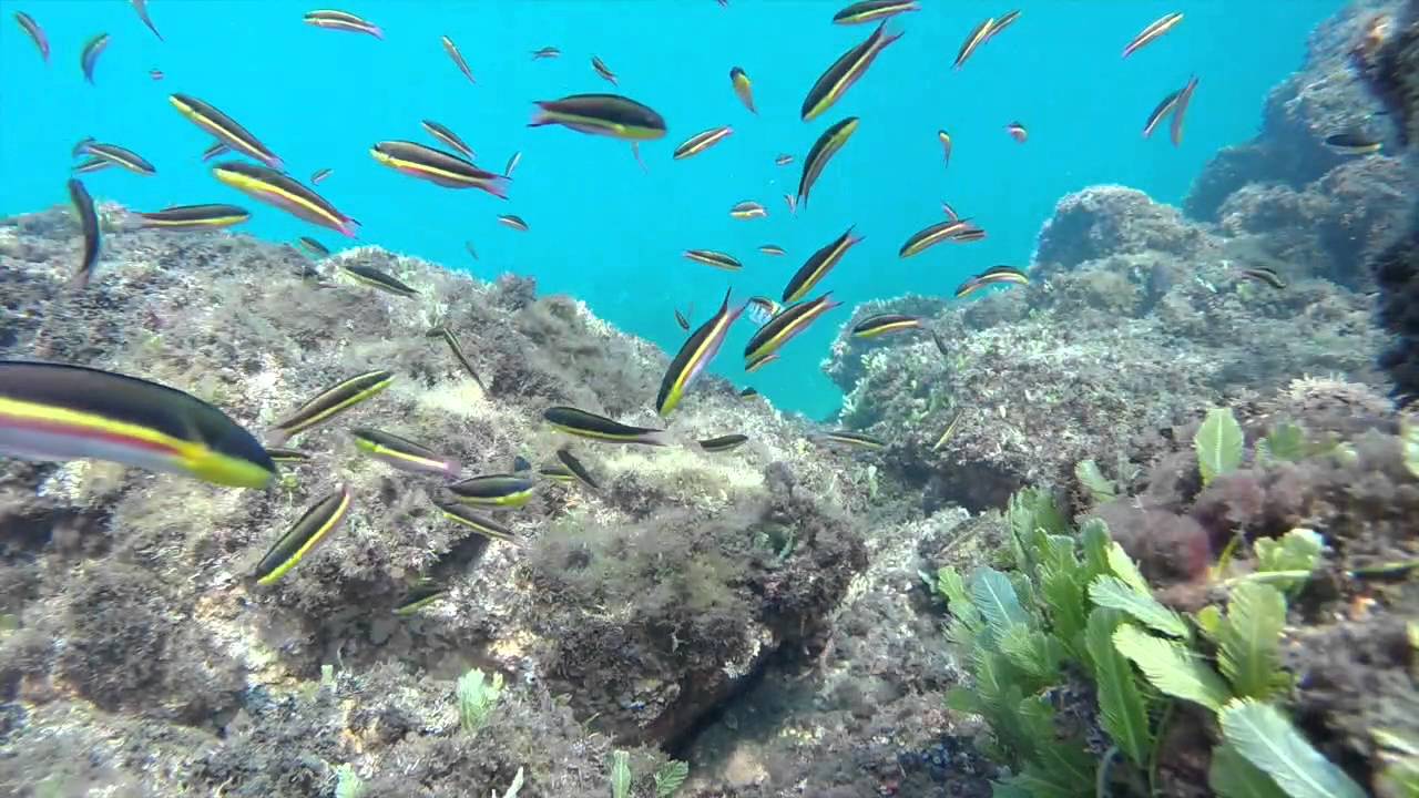 GoPro Ocotal Costa Rica Snorkling