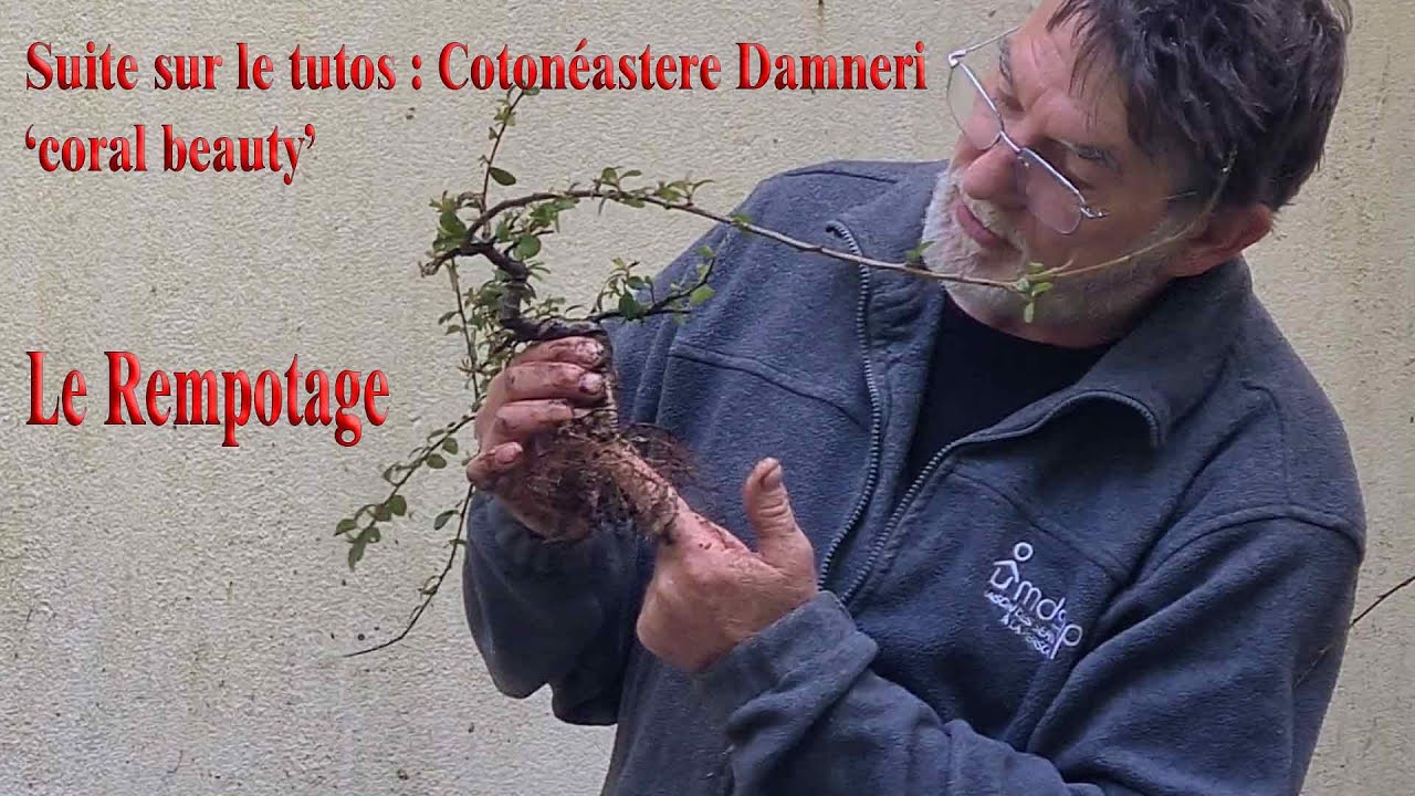 Suite : Cotonéaster Dammeri 'coral beauty'  Le Rempotage