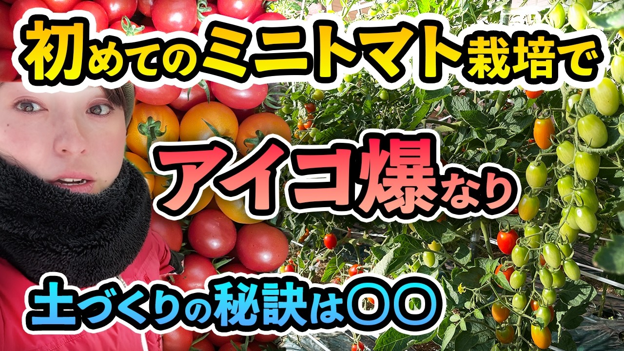 【新規就農】家庭菜園で初めてのミニトマト試験栽培🍅アイコ1株から５８０個９ｋｇ！