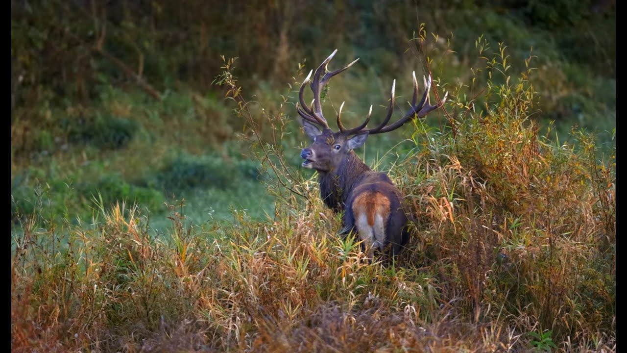 Jelen európsky  - karpatský (Cervus elaphus montanus)