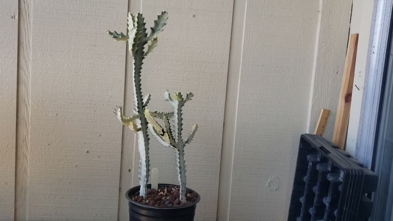 Euphorbia Lactea 