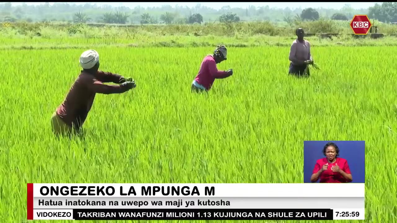 Wakulima wa mpunga Karaba wanakili ongezeko la mazao