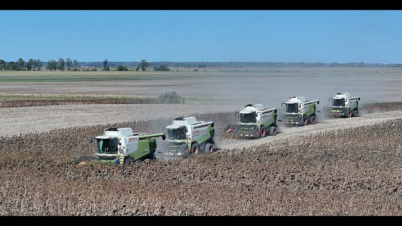 Урожай подсолнечника 2025 - 5 X Claas Lexion