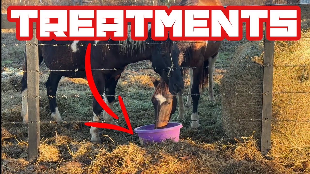 Treating Injured Horse and Longhorn Destroys Fence!