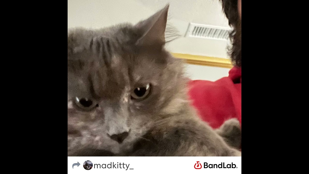 Rock Pop Tuna (AN OFFICIAL MADKITTY RECORD)