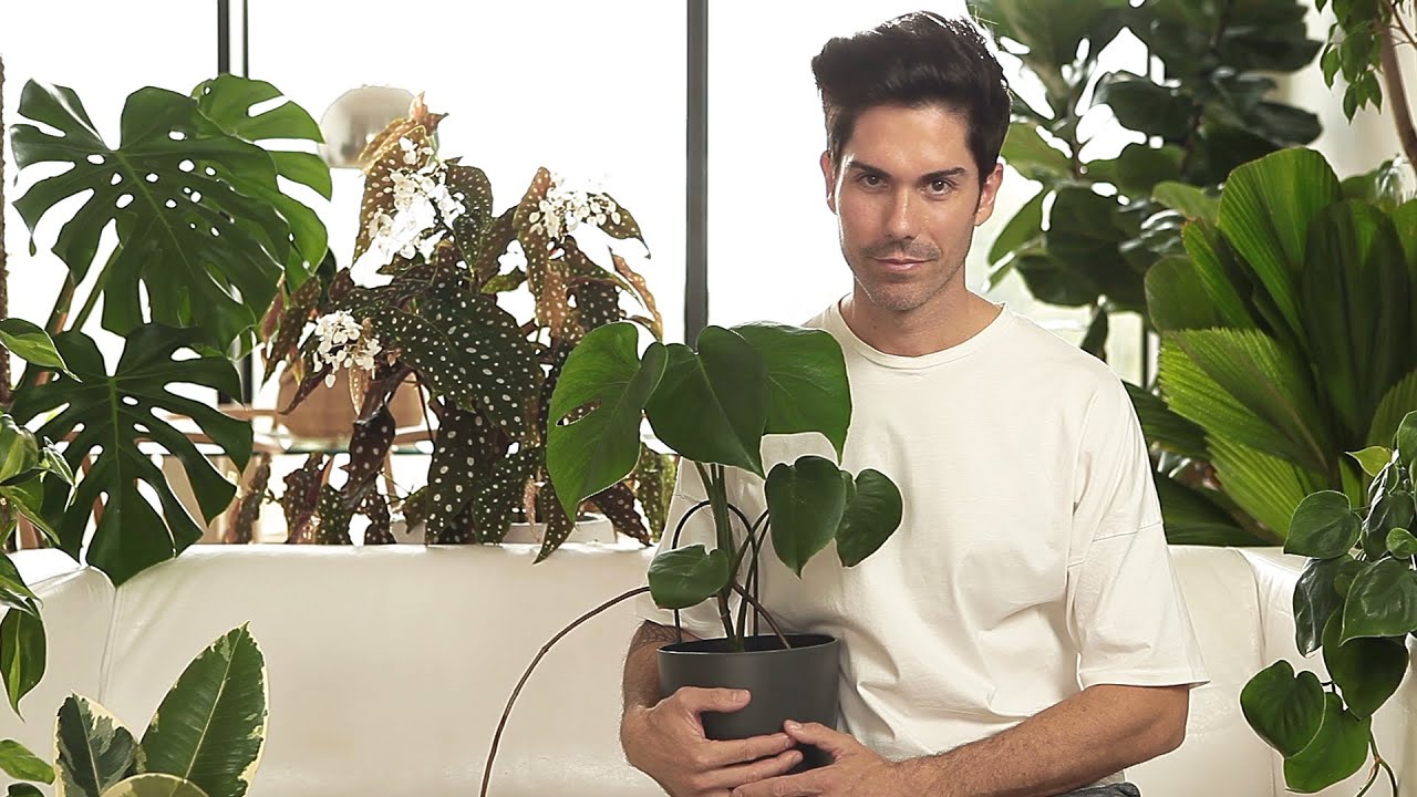 Como RIEGO mis PLANTAS de INTERIOR 🌱💧(no esperes más) [aprende hacerlo por ti mismo]
