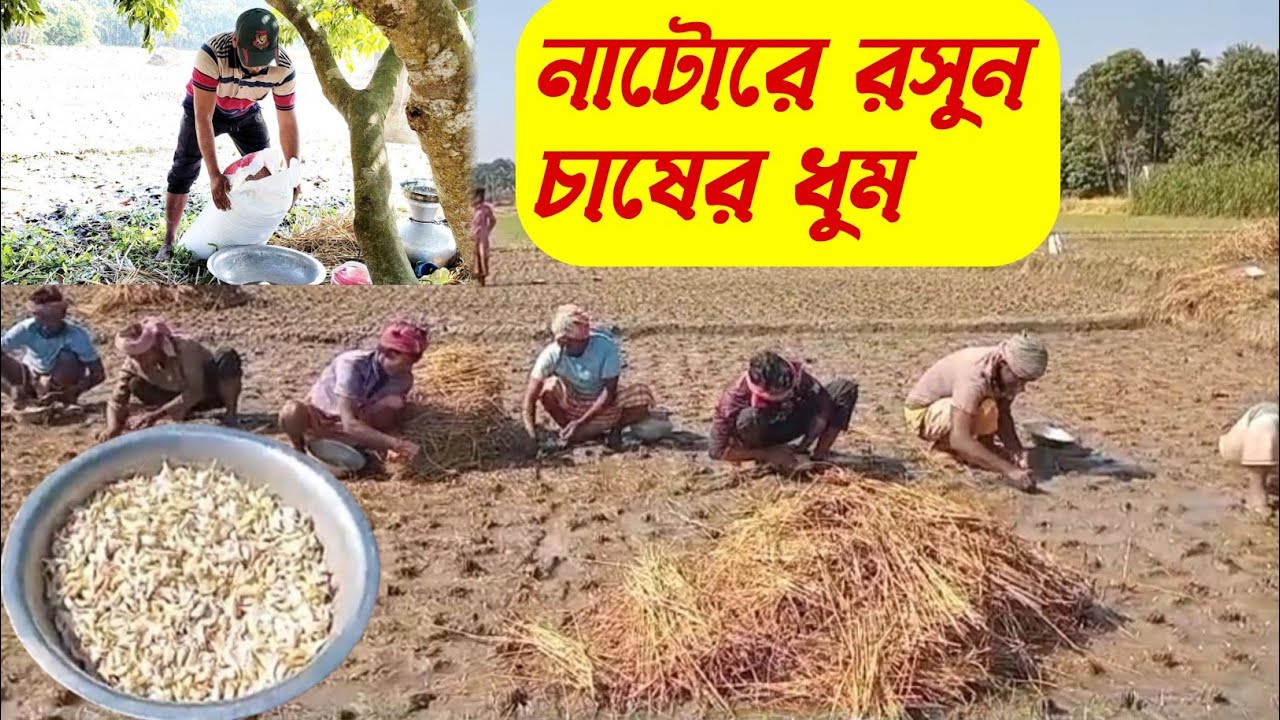 নাটোরে রসুন চাষের ধুম |Cultivation of garlic