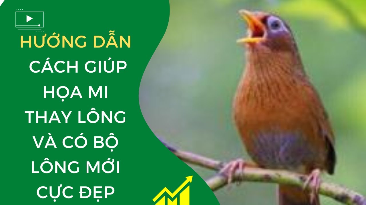 Hướng Dẫn Cách Giúp Họa Mi Thay Lông Và Có Bộ Lông Mới Cực Đẹp