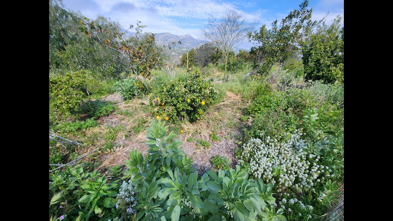 Southern California Permaculture Food Forest Update After Historic Winter
