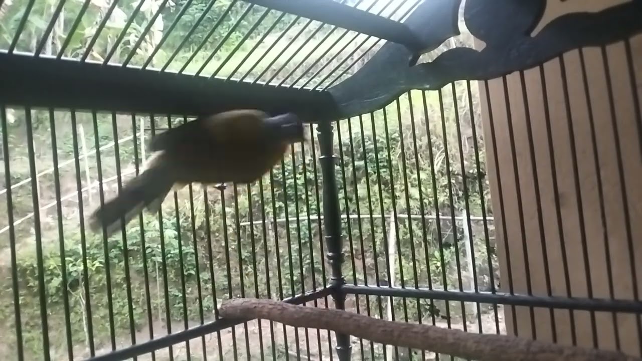 Kicau burung kutilang emas gacor@jiban kicaumania