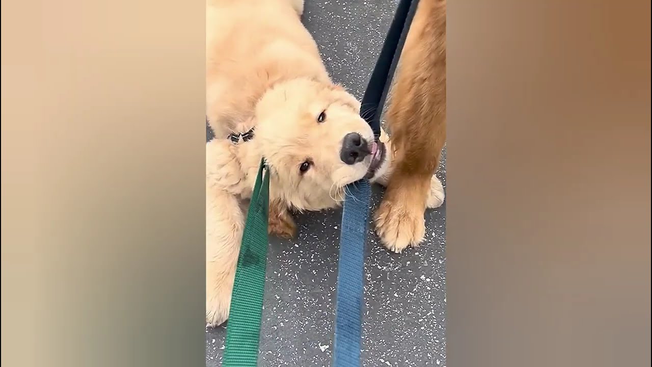 NEW FUNNIEST VIDEO OF DOGS 🤣✨ [PART-1]💓✨