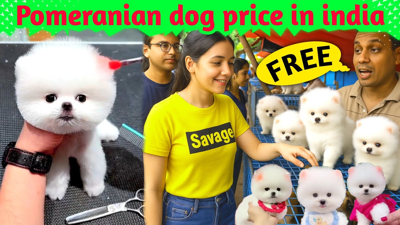 Pomeranian Dog Price in India | FREE Information About Cute Puppies | Rajesh5G 