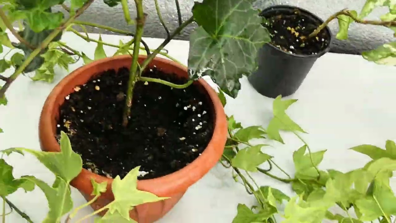 Плющ - Хедера. Маленькие хитрости в выращивании 🤔🍀🌿😉☘️#комнатныерастения #плющ #комнатныецветы