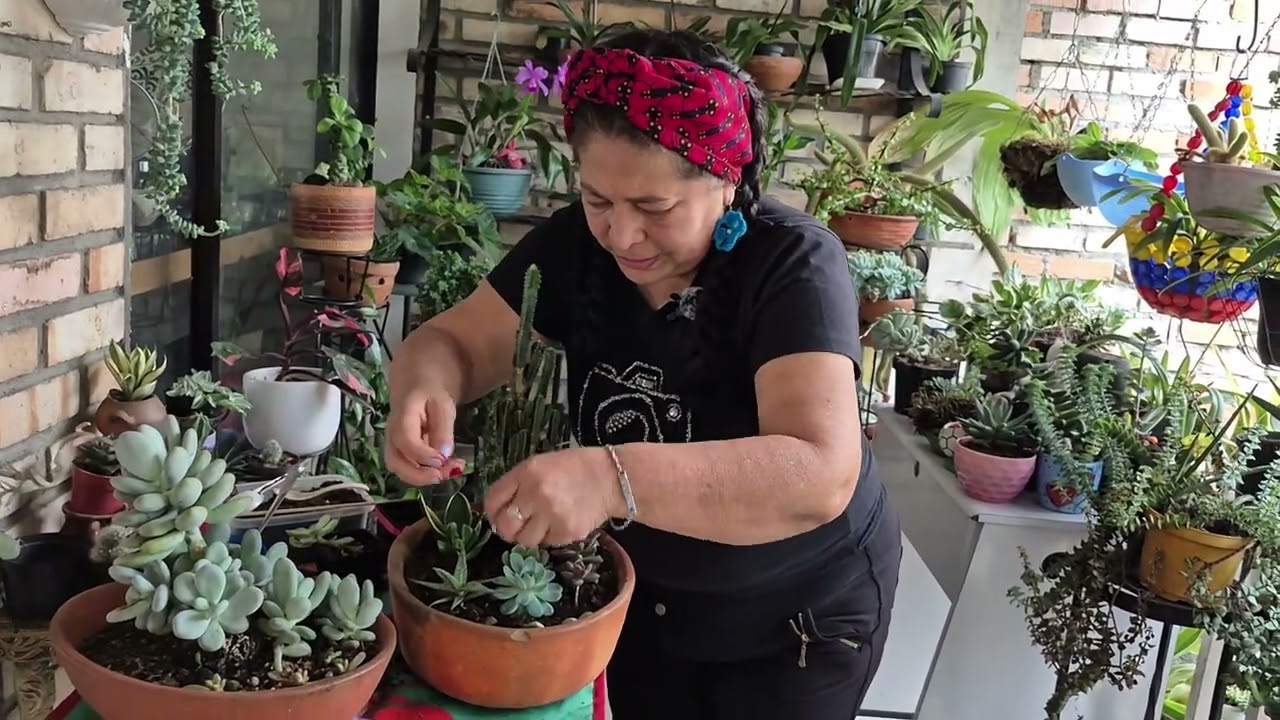 Crea tu propio TERRARIO en casa.