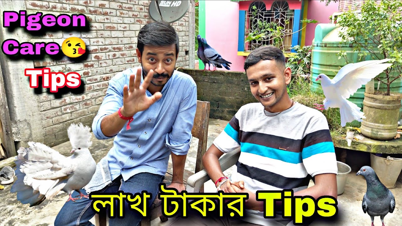 Some important tips about pigeons🔥#myworld #petsvlog