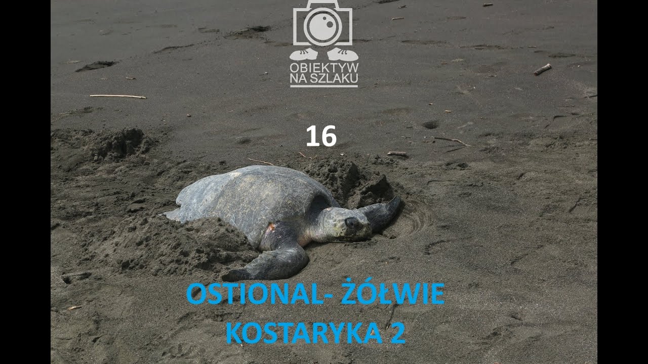 OSTIONAL   Ż&Oacute;ŁWIE KOSTARYKA