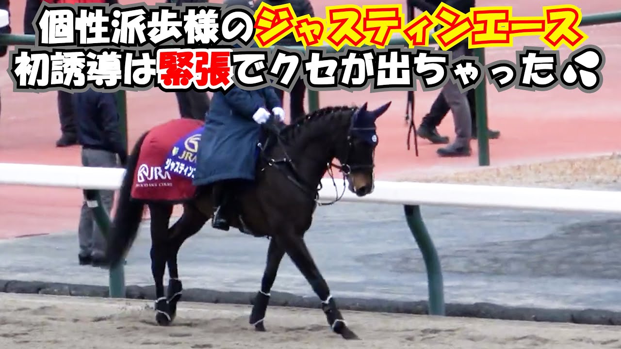【誘導馬】個性派 歩様のジャスティンエースがデビュー‼めちゃくちゃ可愛い 現地映像