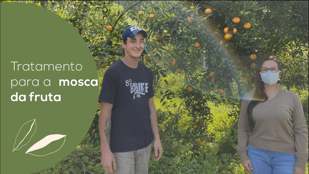 MOSCA DAS FRUTAS: O QUE É E COMO COMBATER | ECOCITRUS