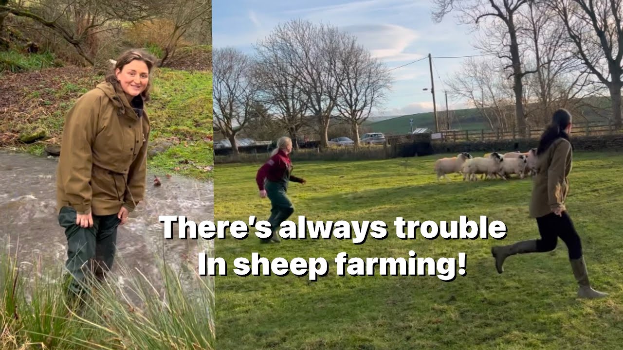 SHEEP FARMING, FENCING & SOME NEW ARRIVALS!