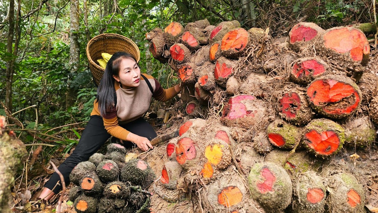 Harvesting brown tubers from the mountains bring them to the market to sell - Ly Thi Tam