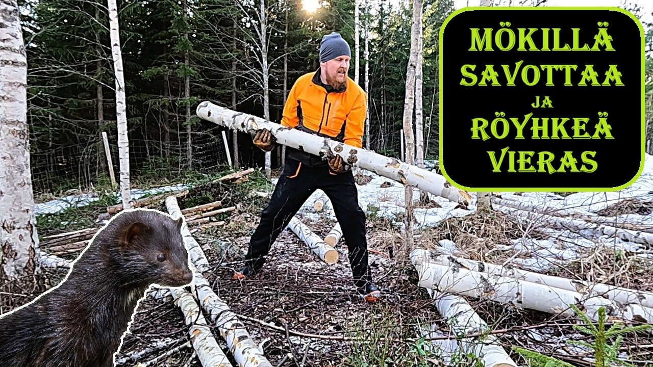 M&ouml;kill&auml; polttopuusavottaa, r&ouml;yhke&auml; minkki, laavulla ev&auml;&auml;t ja mets&auml;n kev&auml;ttarkastus