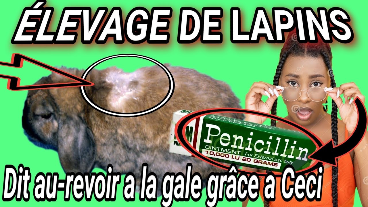 VOICI UN REMEDE MIRACLE POUR SOIGNER EFFICACEMENT LA GALE CHEZ LES LAPINS