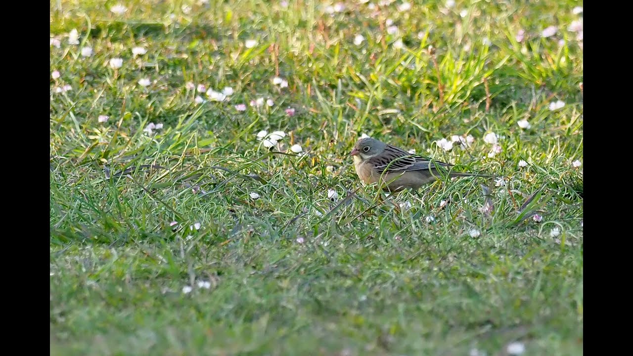Spring birding. Northern Öland. May 2021.