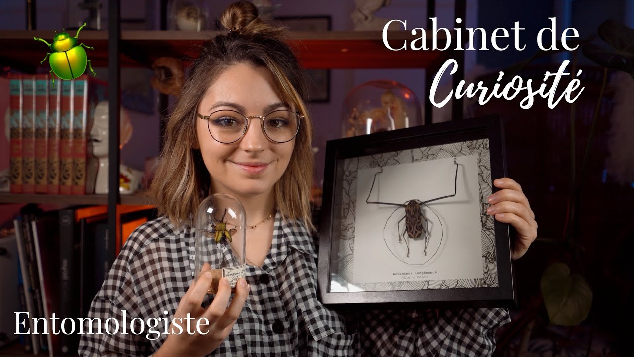 ♡ ASMR  - RP Cabinet de curiosité ( 2 - Entomologie)♡