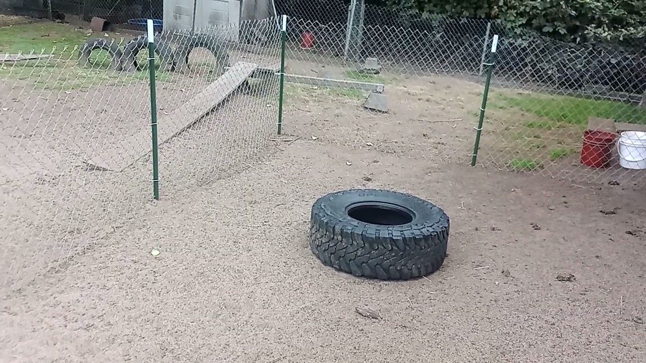 Our New Baby Goat Weaning Pen 