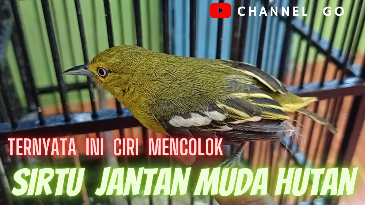 ciri ciri burung sirtu jantan muda