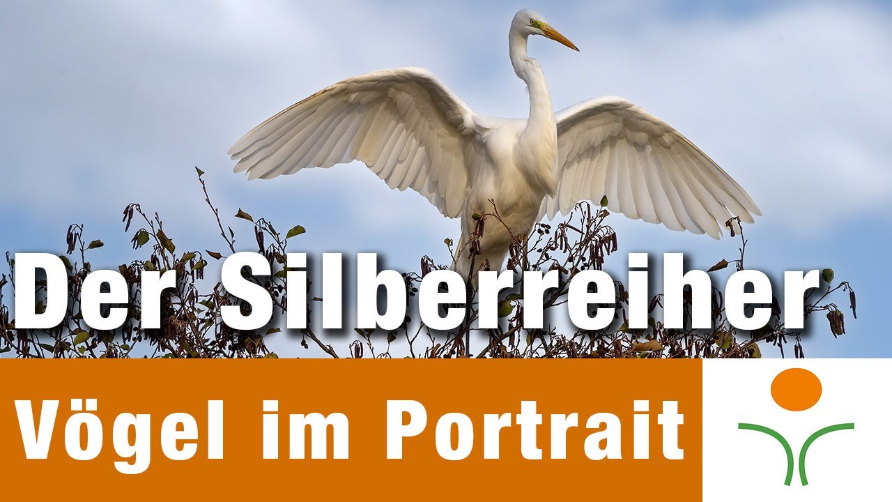 Vögel im Portrait 07 - Der Silberreiher