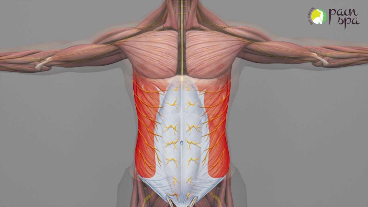 Chronic Abdominal Wall pain & Abdominal Cutaneous Nerve Entrapment Syndrome (ACNES)