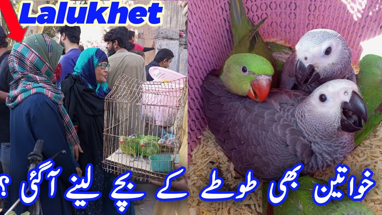 Baby Parrots Price | Lalukhet Birds Market | Raw Ringneck Gray Parrot